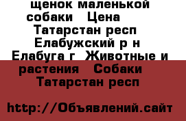 щенок маленькой собаки › Цена ­ 10 - Татарстан респ., Елабужский р-н, Елабуга г. Животные и растения » Собаки   . Татарстан респ.